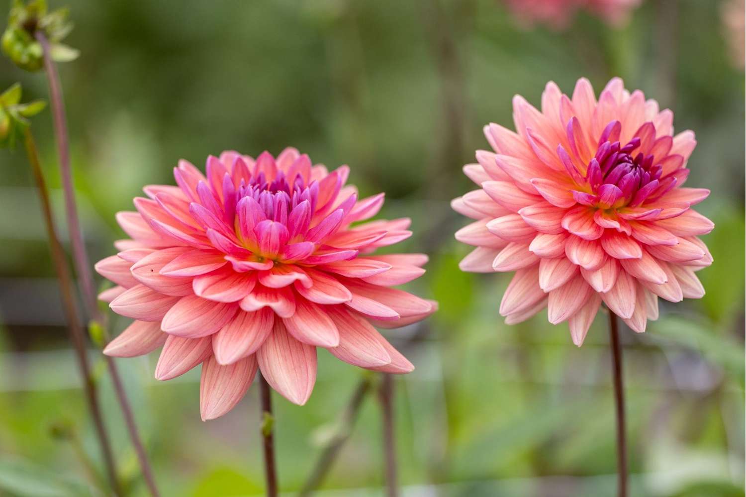 Dahlie 'Dutch Pearl'
